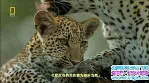 ҵèͬ/èһͬ Living With Big Cats 2009Ӣ-