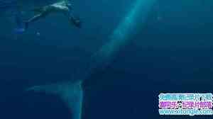 ҵСռ Blue Whale Odyssey 2010Ӣ-