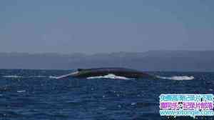 ҵСռ Blue Whale Odyssey 2010Ӣ-