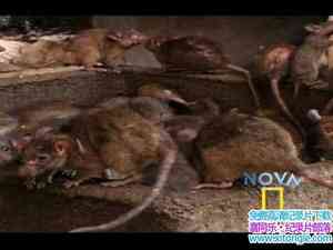 PBS¼ƬϮ Rat Attack 2009Ӣ-