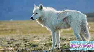 PBS¼Ƭӥѩ/ White Falcon White Wolf 2008Ӣ-