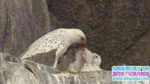 PBS¼Ƭӥѩ/ White Falcon White Wolf 2008Ӣ-