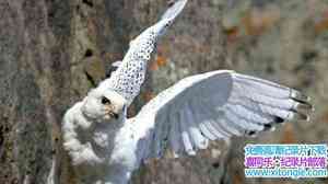 PBS¼Ƭӥѩ/ White Falcon White Wolf 2008Ӣ-