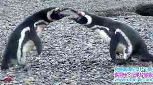 ҵɳ Penguin Death Zone 2005Ӣ-