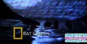 ҵ Rat Genious 2008Ӣ-