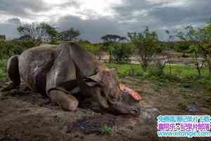 ҵϬţ Rhino Rescue 2009Ӣ-