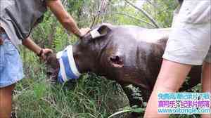 ҵϬţ Rhino Rescue 2009Ӣ-