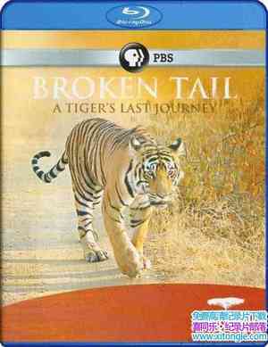 PBS¼Ƭϻβó Broken Tail A Tigers Last Journey 2011Ӣ-