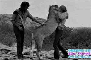 Ӣ¼Ƭʨӿ˹ٰ The Lion at Worlds End 1971Ӣ˫-