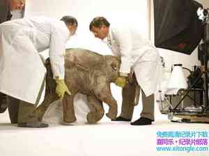 ҵѳ˯Ӥ/޳ë Waking The Baby Mammoth 2010Ӣ-