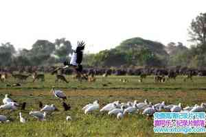 ҵĮ/ˮĵɳĮ Wild Kalahari The Flooded Desert 2009Ӣ-