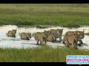 ҵĮ/ˮĵɳĮ Wild Kalahari The Flooded Desert 2009Ӣ-