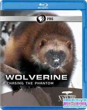 PBS¼ƬѰ Wolverine: Chasing the Phantom 2010Ӣ-