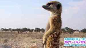 ҵB Clan Of The Meerkat 2007Ӣ-