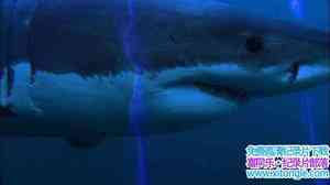 ҵʷʫó Great White Odyssey 2008Ӣ-