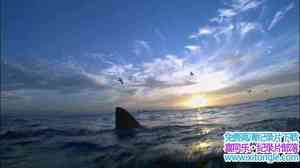 ҵʷʫó Great White Odyssey 2008Ӣ-