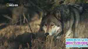 ҵҰԶ America The Wild: Monster Wolf 2014Ӣ-