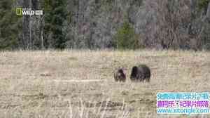 ҵҰԶ֮ҹ++Ѫ America The Wild: Night of The Grizzly 2013Ӣ-