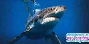 ҵİ㺣 Australias Deadliest Shark Coast 2013Ӣ-