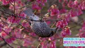 BBC¼Ƭձʹӣʢʱ Springwatch in Japan Cherry Blossom Time 2017Ӣ-