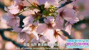 BBC¼Ƭձʹӣʢʱ Springwatch in Japan Cherry Blossom Time 2017Ӣ-