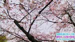 BBC¼Ƭձʹӣʢʱ Springwatch in Japan Cherry Blossom Time 2017Ӣ-