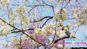 BBC¼Ƭձʹӣʢʱ Springwatch in Japan Cherry Blossom Time 2017Ӣ-