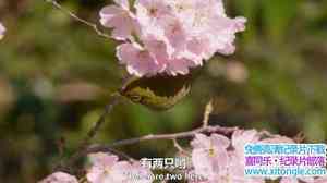 BBC¼Ƭձʹӣʢʱ Springwatch in Japan Cherry Blossom Time 2017Ӣ-