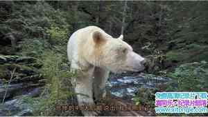 ҵҵƬ֣־ Nat Geos Most Amazing Photos: Ghost Bear 2010Ӣ-