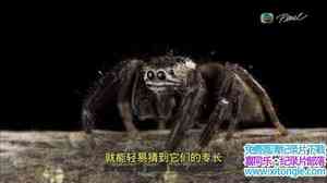 ҵ֩ٿ Super Spider 2010Ӣ-