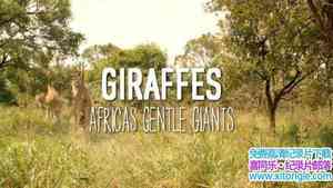 BBC¼Ƭ¹޵ Giraffes: Africas Gentle Giants 2016ӢӢ-