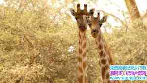 BBC¼Ƭ¹޵ Giraffes: Africas Gentle Giants 2016ӢӢ-