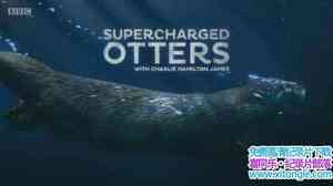 BBC¼ƬȻ硪ˮ̡ Natural World Supercharged Otters 2017ӢӢ-