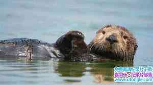 BBC¼ƬȻ硪ˮ̡ Natural World Supercharged Otters 2017ӢӢ-