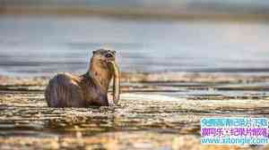 BBC¼ƬȻ硪ˮ̡ Natural World Supercharged Otters 2017ӢӢ-