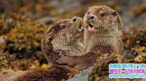 BBC¼ƬȻ硪ˮ̡ Natural World Supercharged Otters 2017ӢӢ-