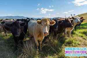 ¼ƬţıԶ˵ Cowspiracy: The Sustainability Secret 2014Ӣ-