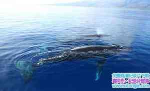 ¼Ƭͷ Humpback Whales 2015Ӣ-