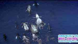 ¼Ƭͷ Humpback Whales 2015Ӣ-