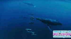 ¼Ƭͷ Humpback Whales 2015Ӣ-