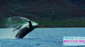 ¼Ƭͷ Humpback Whales 2015Ӣ-