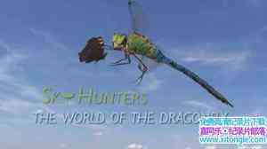 ORF¼Ƭ֣ѵ Sky Hunters The World Of The Dragonfly 2010ӢӢ-