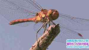 ORF¼Ƭ֣ѵ Sky Hunters The World Of The Dragonfly 2010ӢӢ-