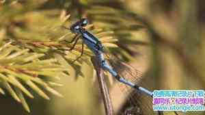 ORF¼Ƭ֣ѵ Sky Hunters The World Of The Dragonfly 2010ӢӢ-