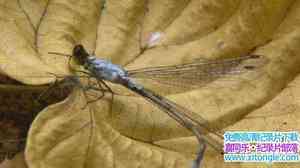 ORF¼Ƭ֣ѵ Sky Hunters The World Of The Dragonfly 2010ӢӢ-