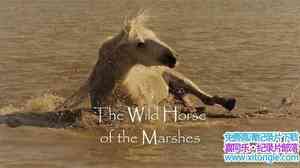 ZED¼ƬҰ Wild Horses Of The Marshes 2015ӢӢ-