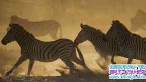 PBS¼ƬǨ Great Zebra Exodus 2013ӢӢ-