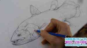 ʷɭƵʯǻ Le coelacanthe plonge vers nos origines 2013Ӣ-