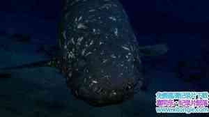 ʷɭƵʯǻ Le coelacanthe plonge vers nos origines 2013Ӣ-