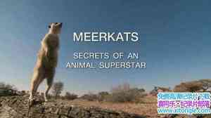 BBC¼ƬBǵ Meerkats Secrets of an Animal Superstar 2013ӢӢ-